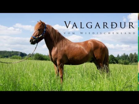 Valgarður vom Wiedischenland Islandpferd IPZV Futurity Viergang